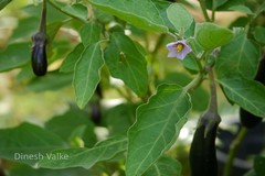 Solanum melongena var. melongena